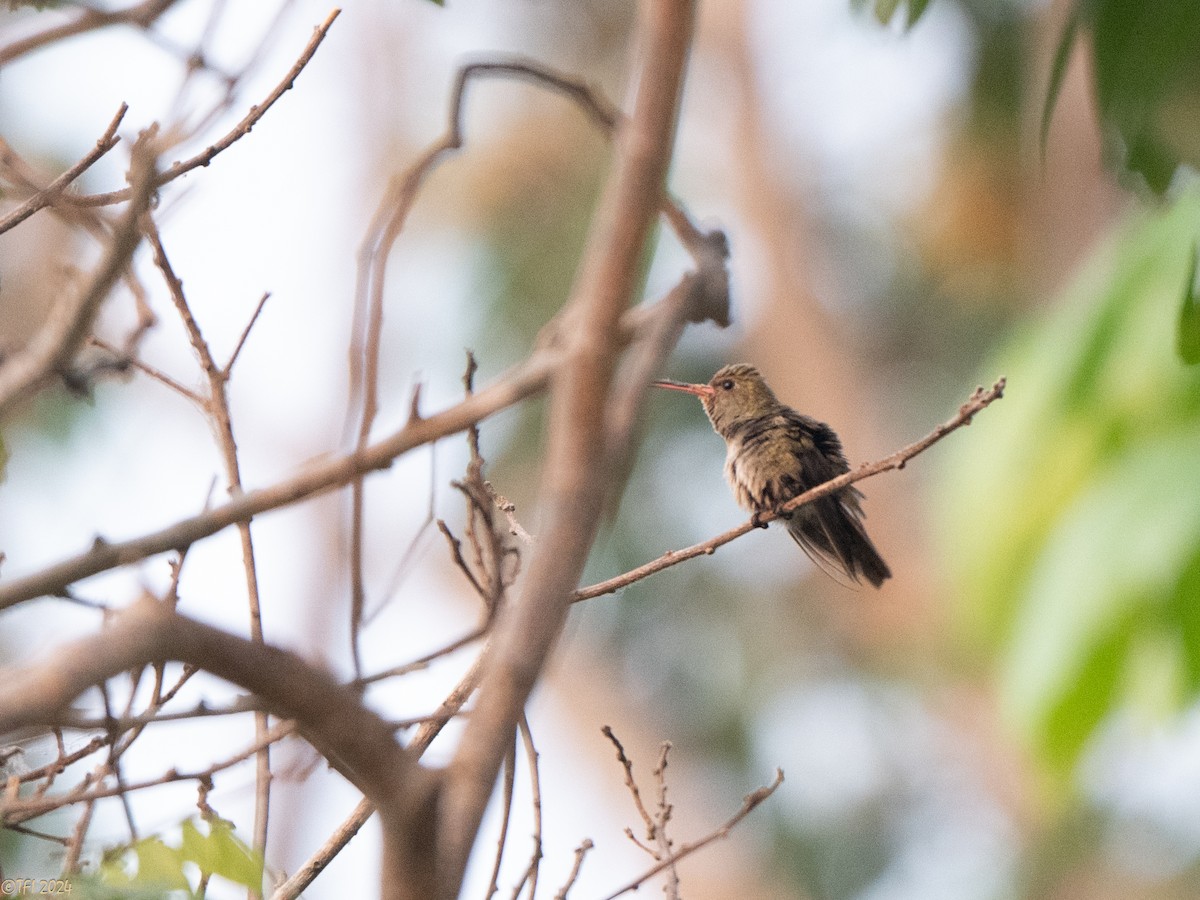 Gilded Hummingbird - ML627688105