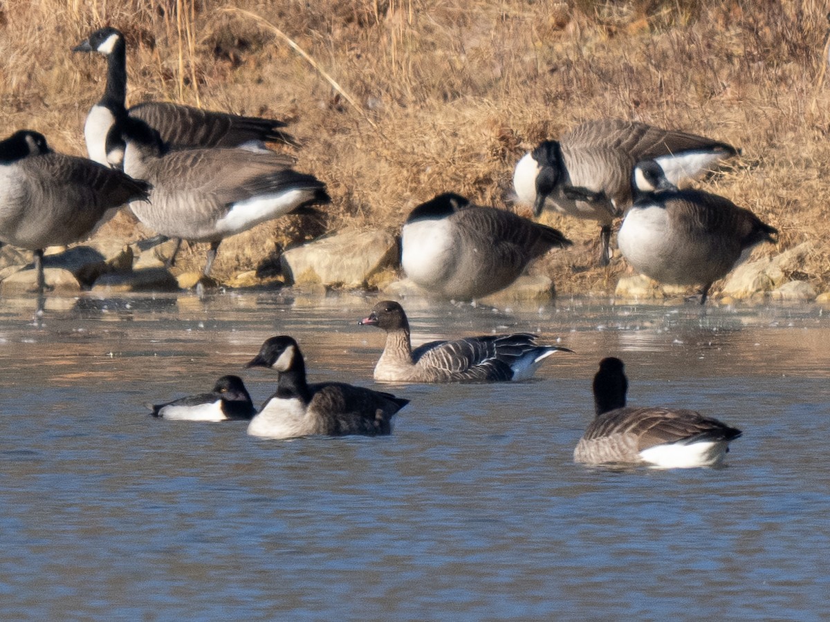 Pink-footed Goose - ML627688189