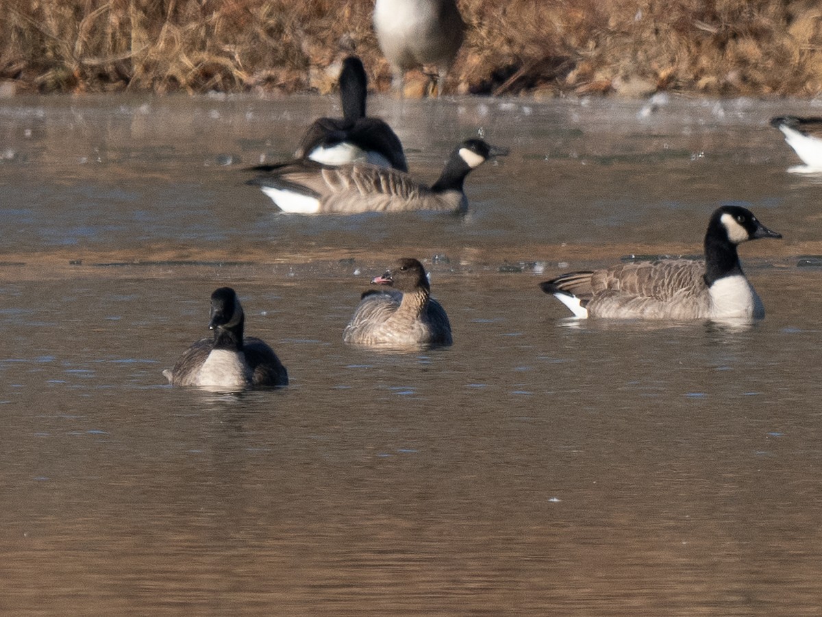 Pink-footed Goose - ML627688190