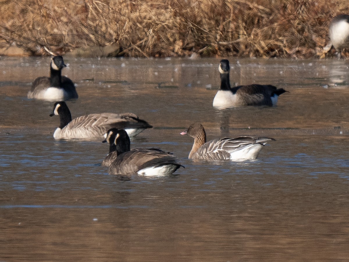 Pink-footed Goose - ML627688191