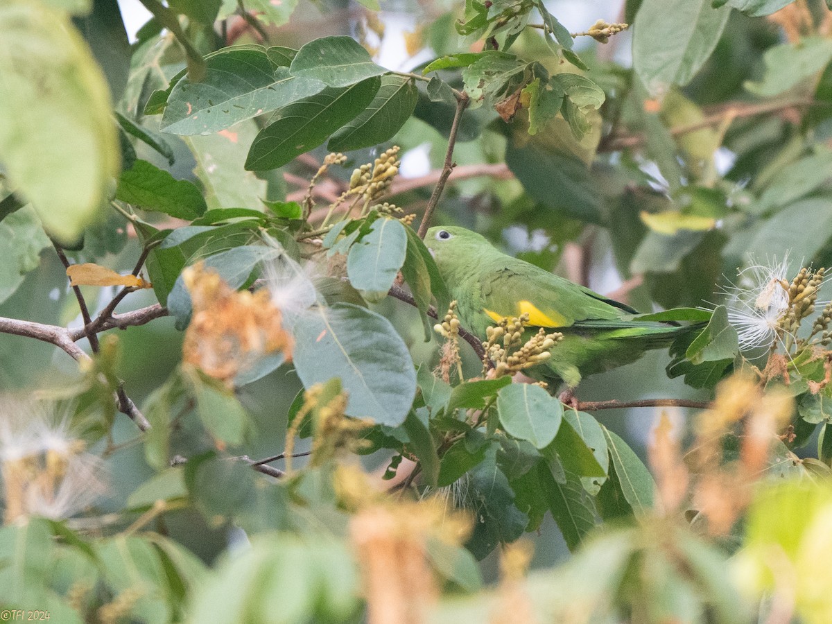 Yellow-chevroned Parakeet - ML627688211