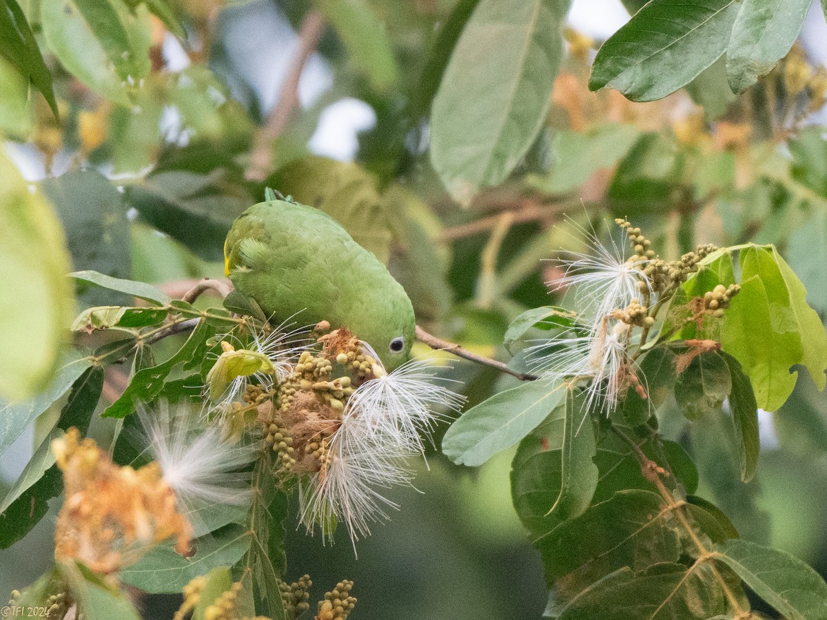 Yellow-chevroned Parakeet - ML627688218