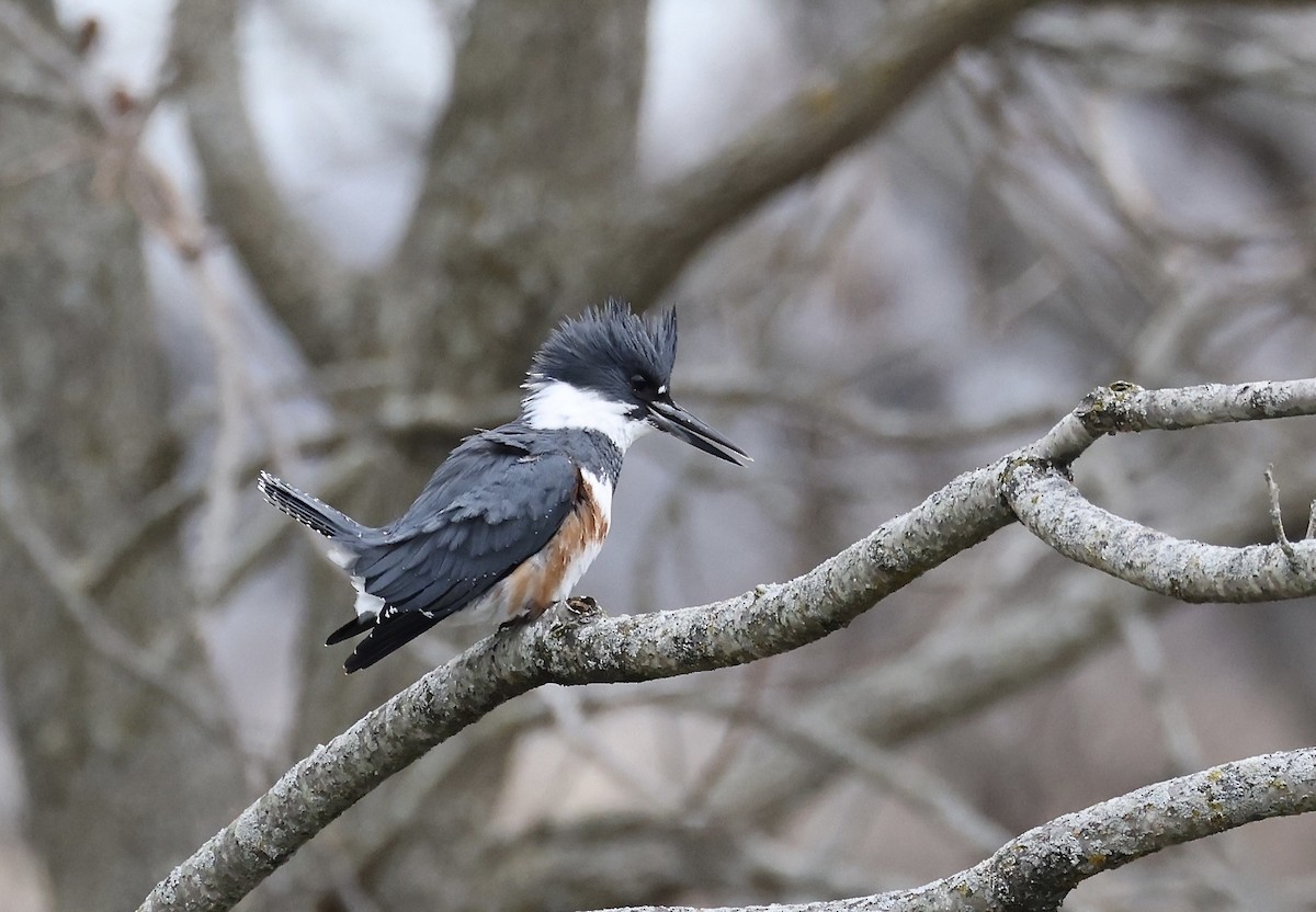Belted Kingfisher - ML627688242
