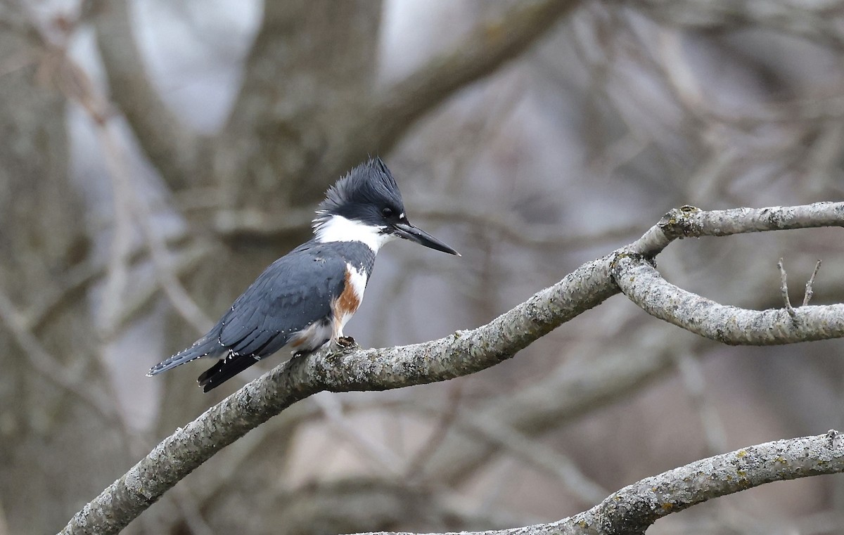 Belted Kingfisher - ML627688244