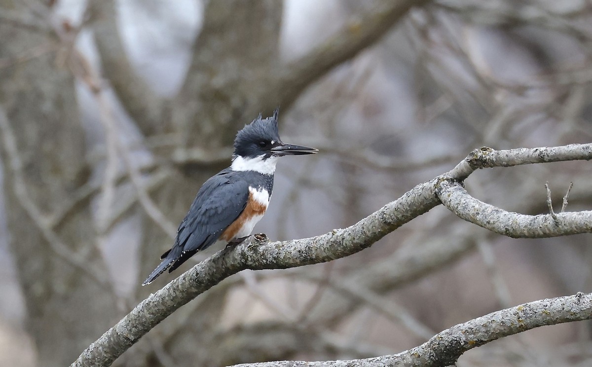 Belted Kingfisher - ML627688250