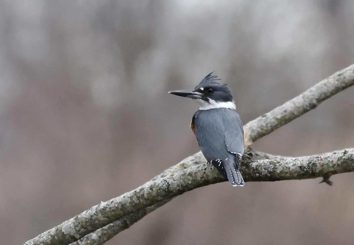 Belted Kingfisher - ML627688254