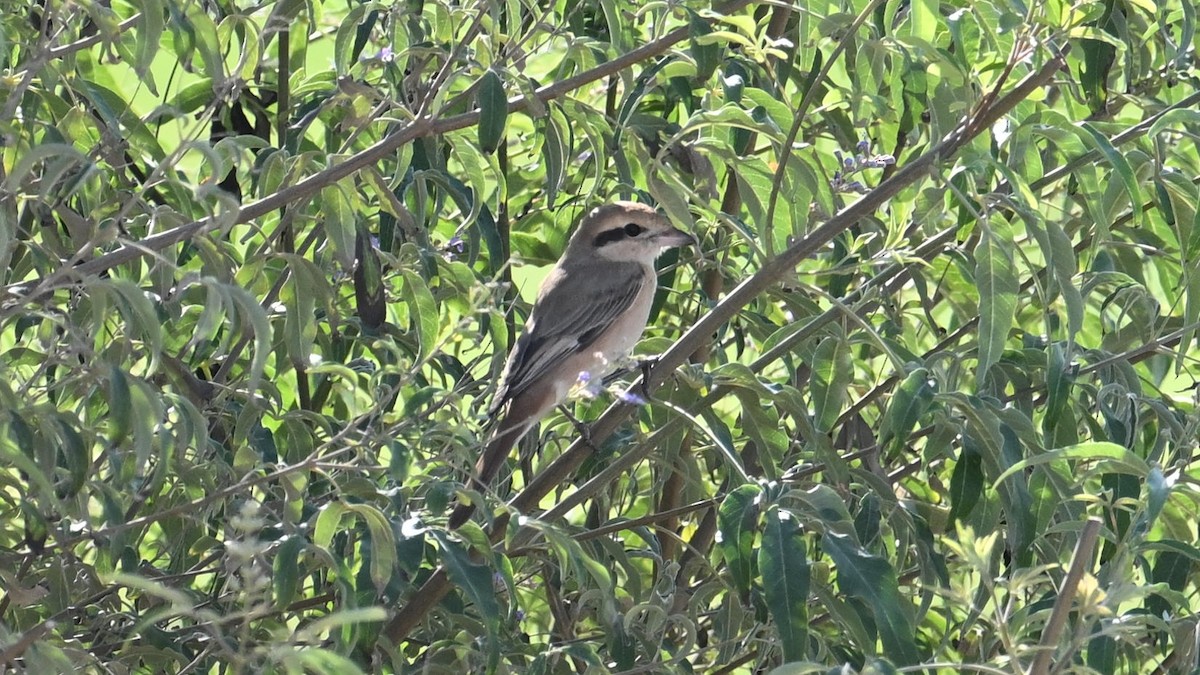 Red-tailed Shrike - ML627688263