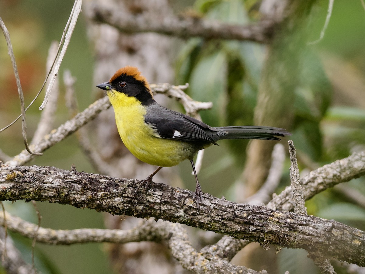 Yellow-breasted Brushfinch - ML627688299