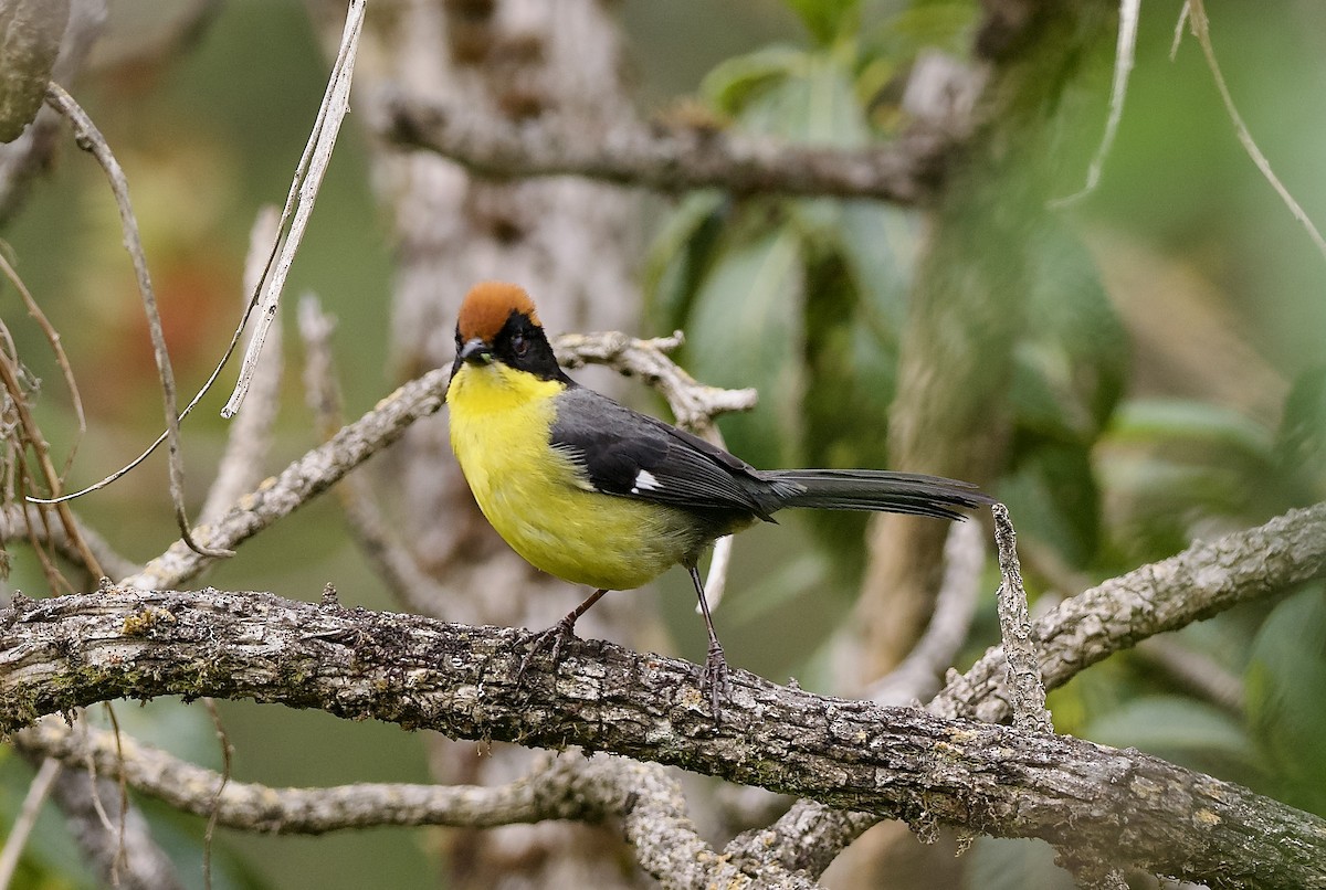 Yellow-breasted Brushfinch - ML627688300