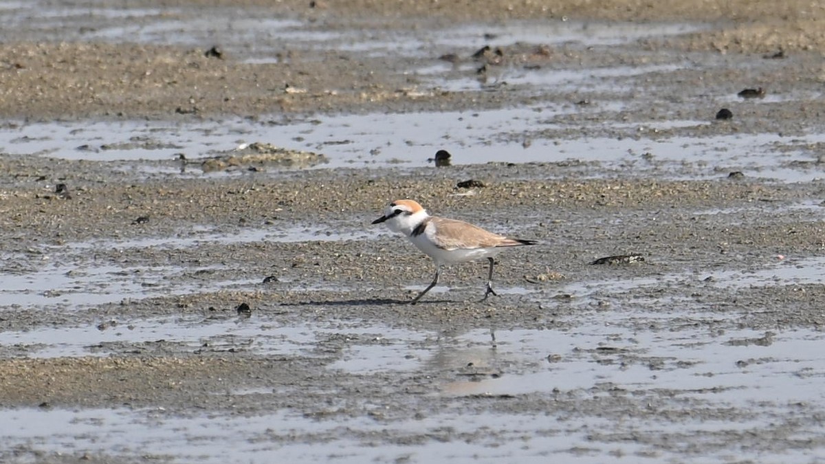 Kentish Plover (Kentish) - ML627688316