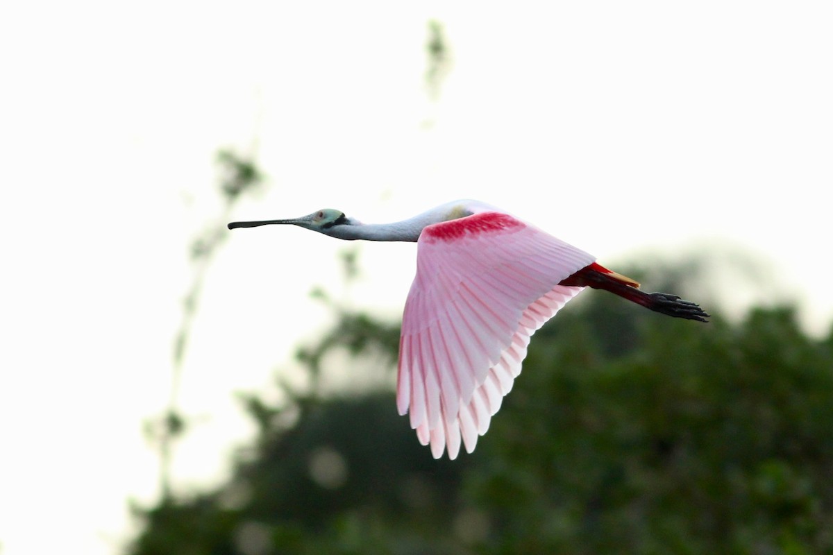 Roseate Spoonbill - ML627688336