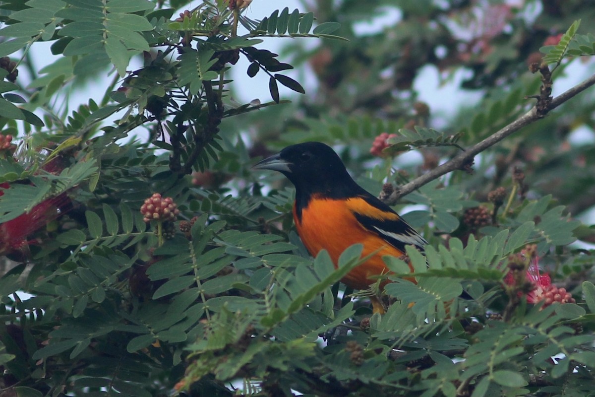 Baltimore Oriole - ML627688363