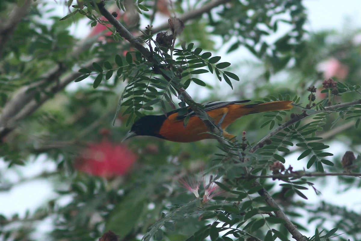 Baltimore Oriole - ML627688365