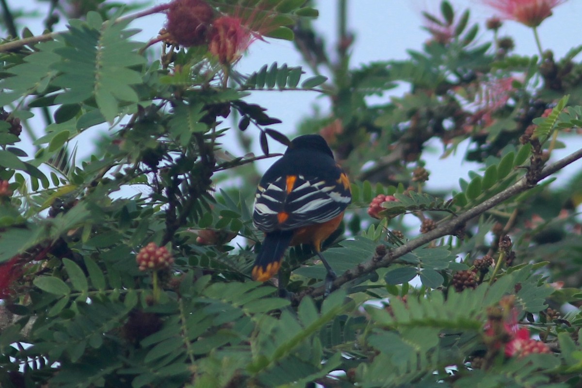 Baltimore Oriole - ML627688366