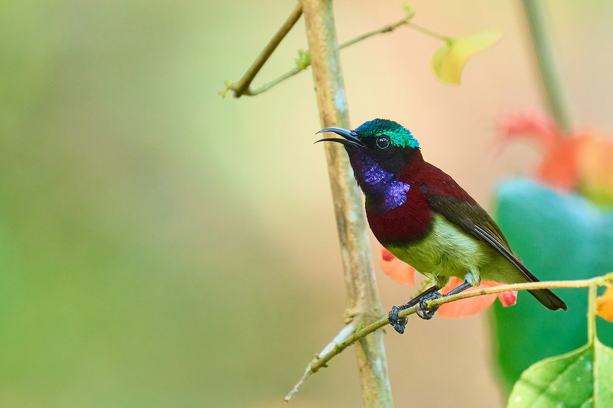 Crimson-backed Sunbird - ML627688397