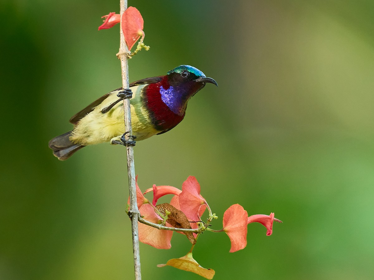 Crimson-backed Sunbird - ML627688398