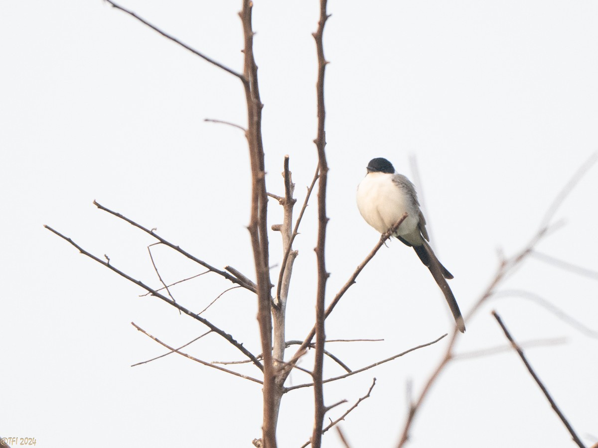 Fork-tailed Flycatcher - ML627688448