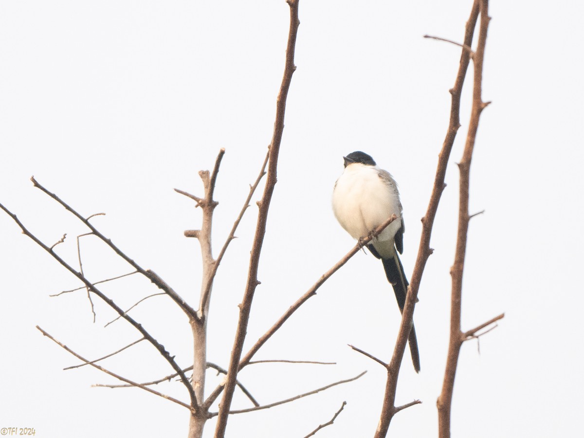 Fork-tailed Flycatcher - ML627688449