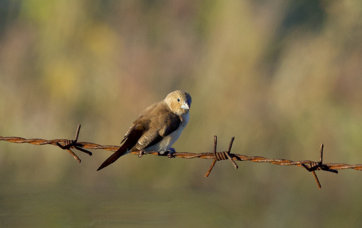 African Silverbill - ML627688457