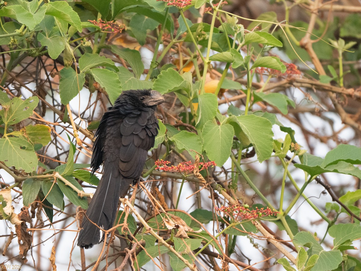 Smooth-billed Ani - ML627688464