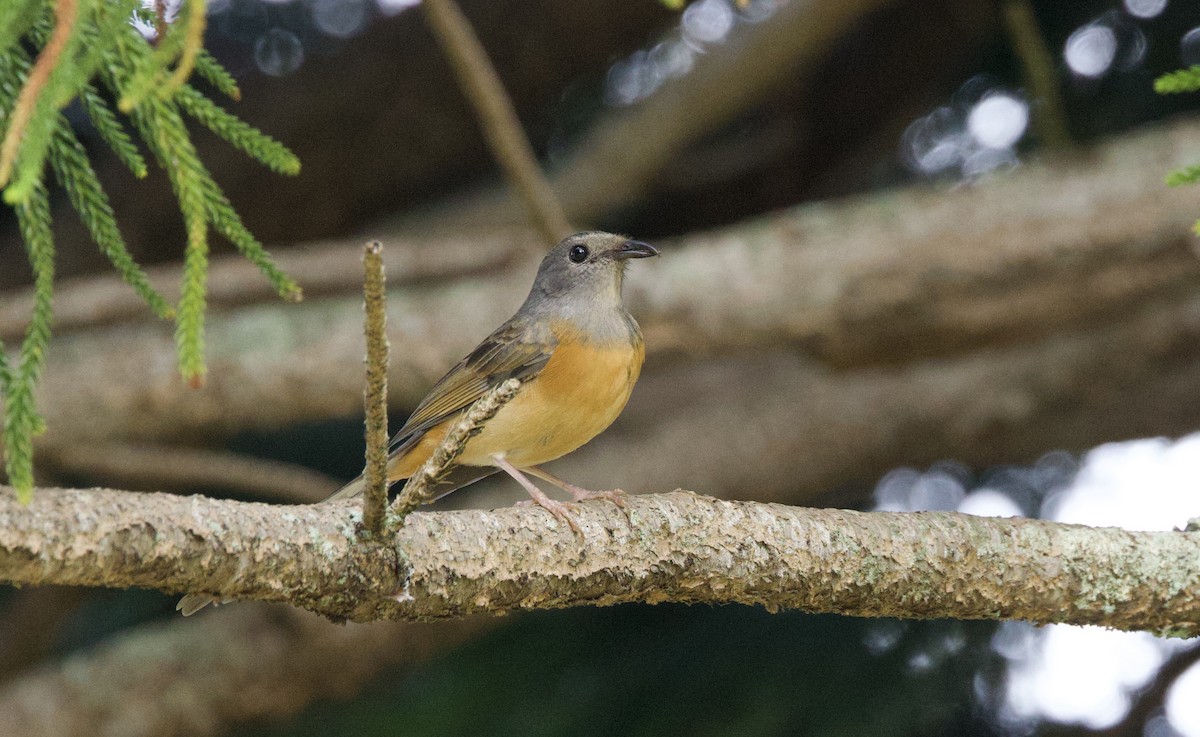 White-rumped Shama (White-rumped) - ML627688488