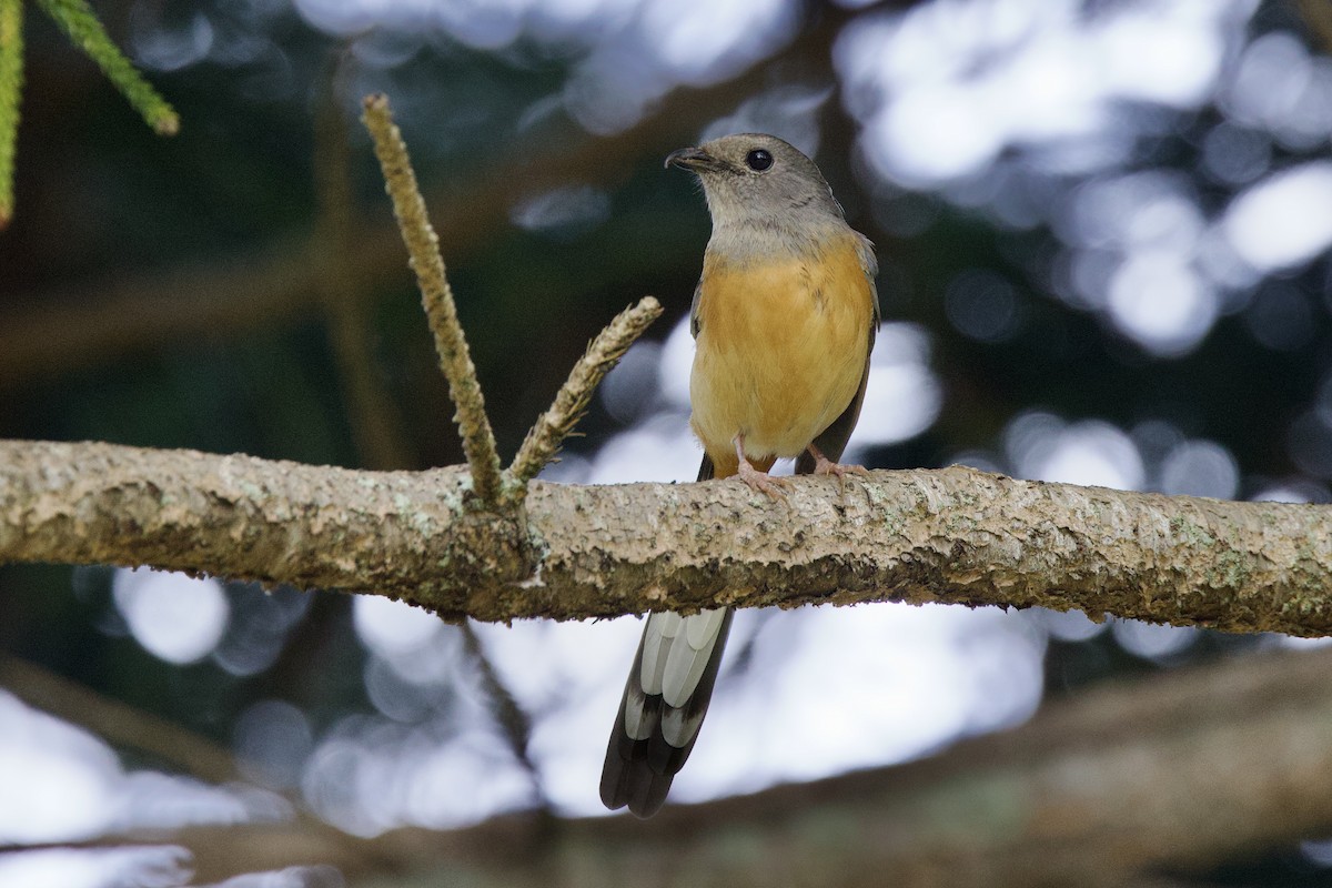 White-rumped Shama (White-rumped) - ML627688490