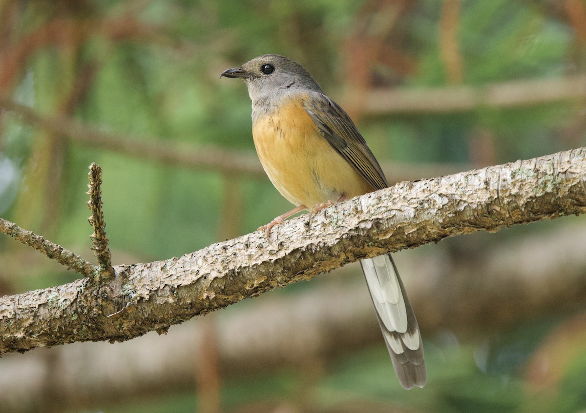 White-rumped Shama (White-rumped) - ML627688491