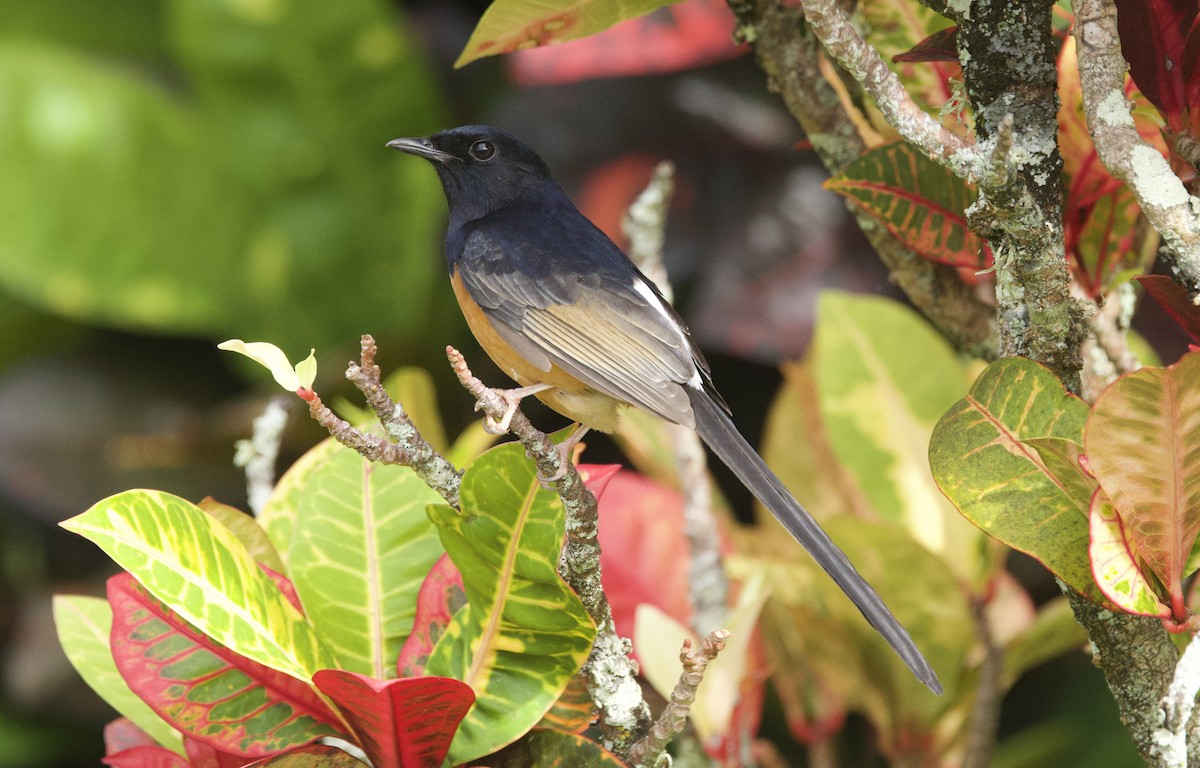 White-rumped Shama (White-rumped) - ML627688519