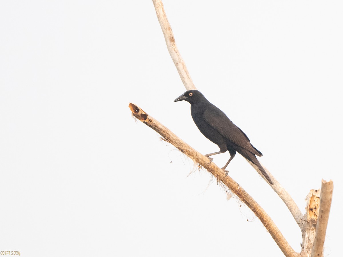 Giant Cowbird - ML627688525