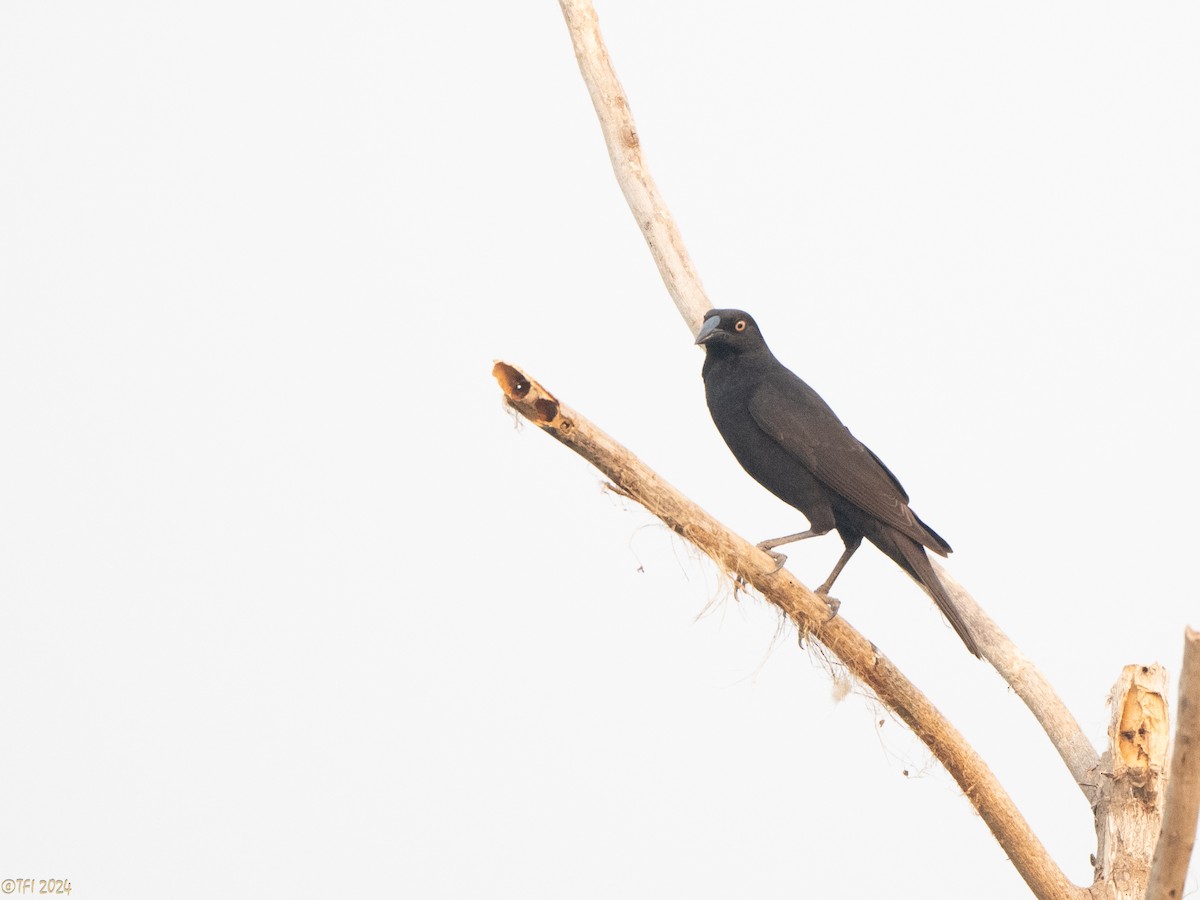 Giant Cowbird - ML627688526