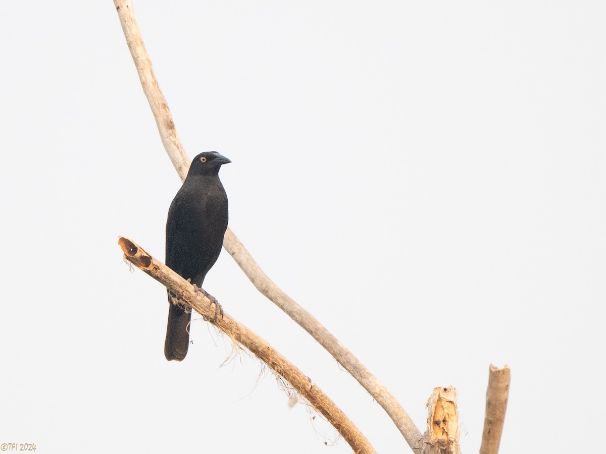 Giant Cowbird - ML627688528