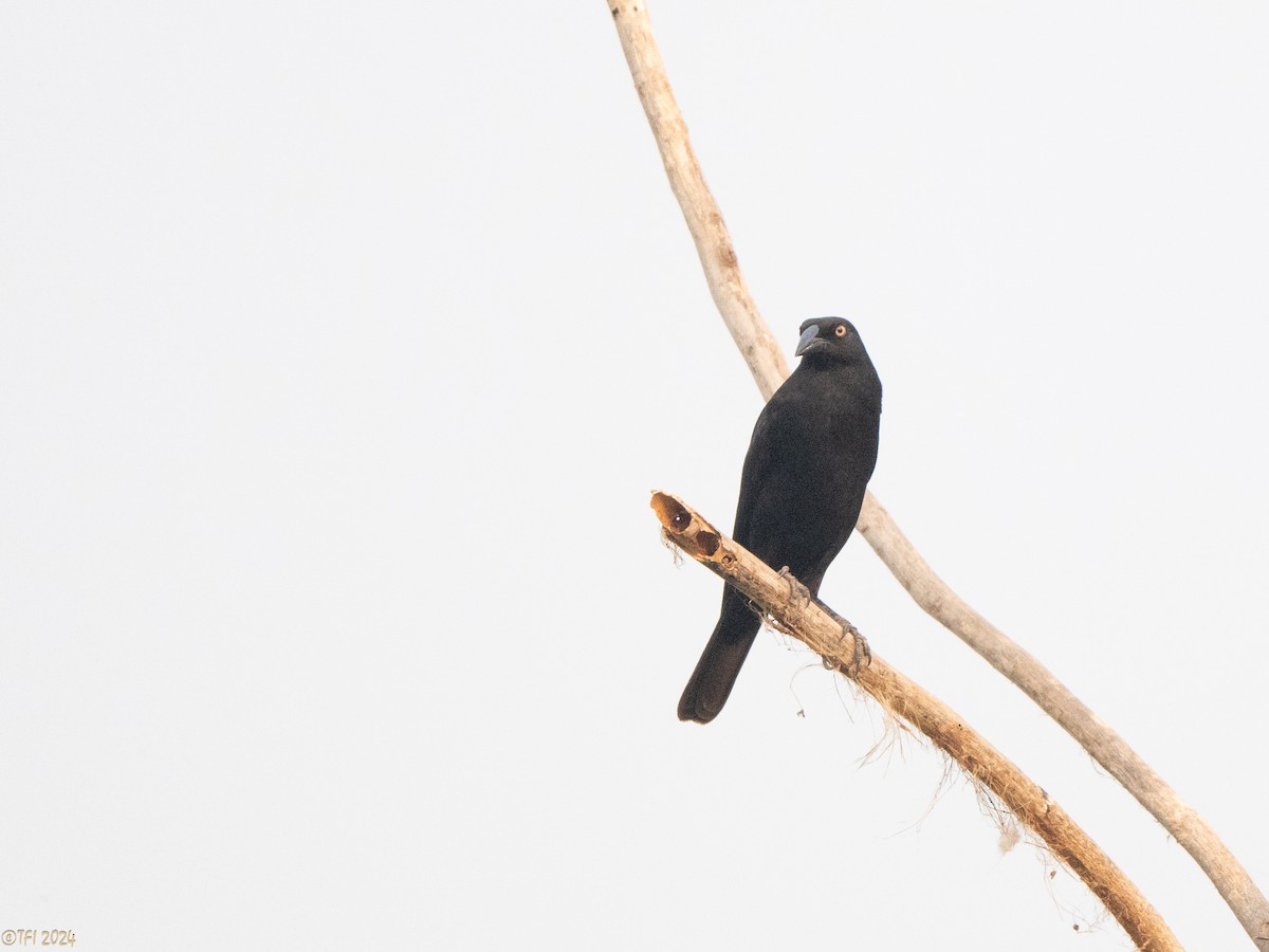 Giant Cowbird - ML627688530