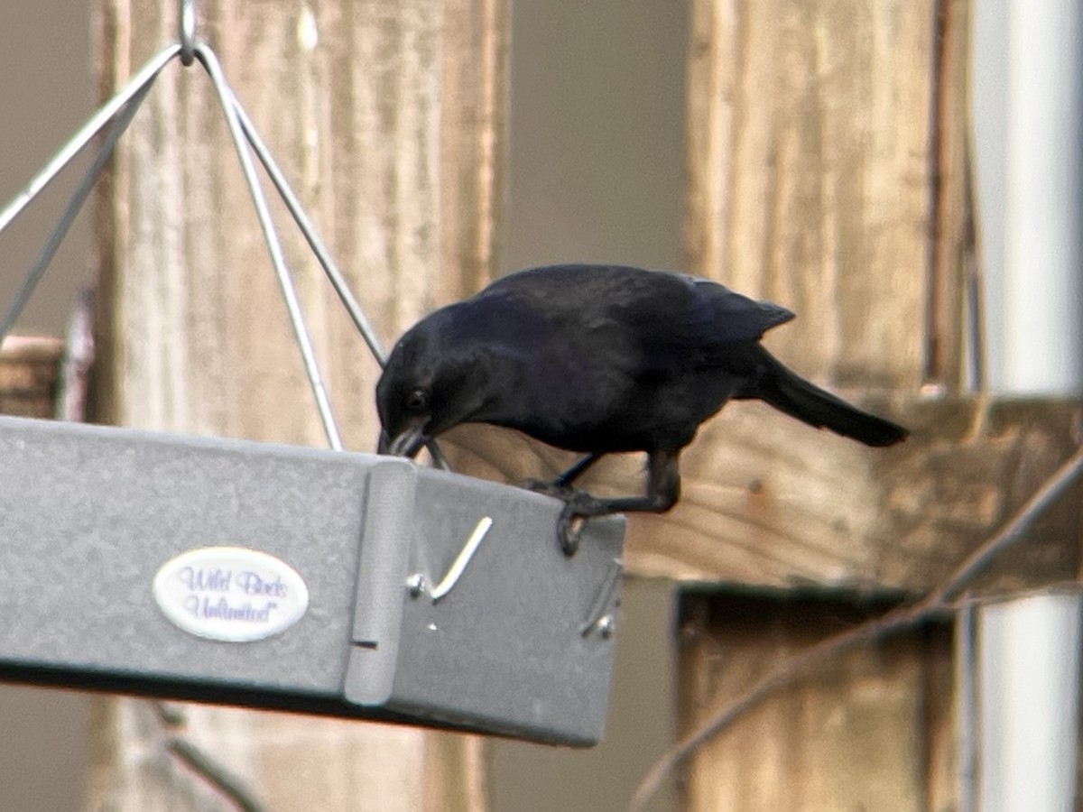 Common Grackle (Florida/Purple) - ML627688556