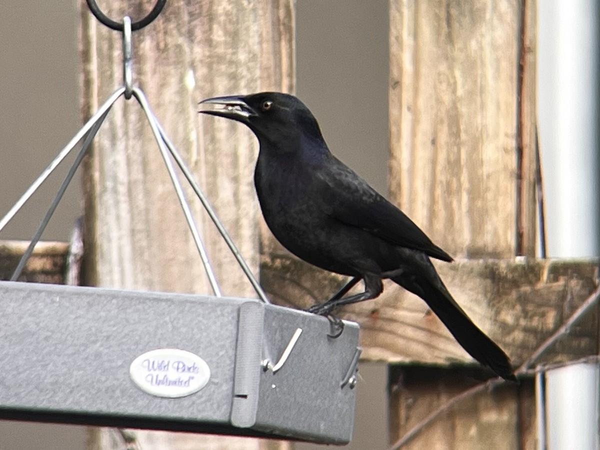 Common Grackle (Florida/Purple) - ML627688557