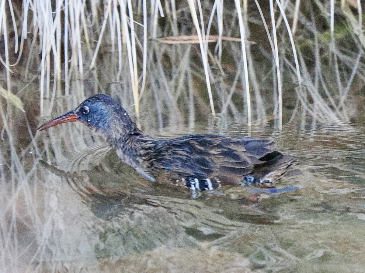 Virginia Rail - ML627688568