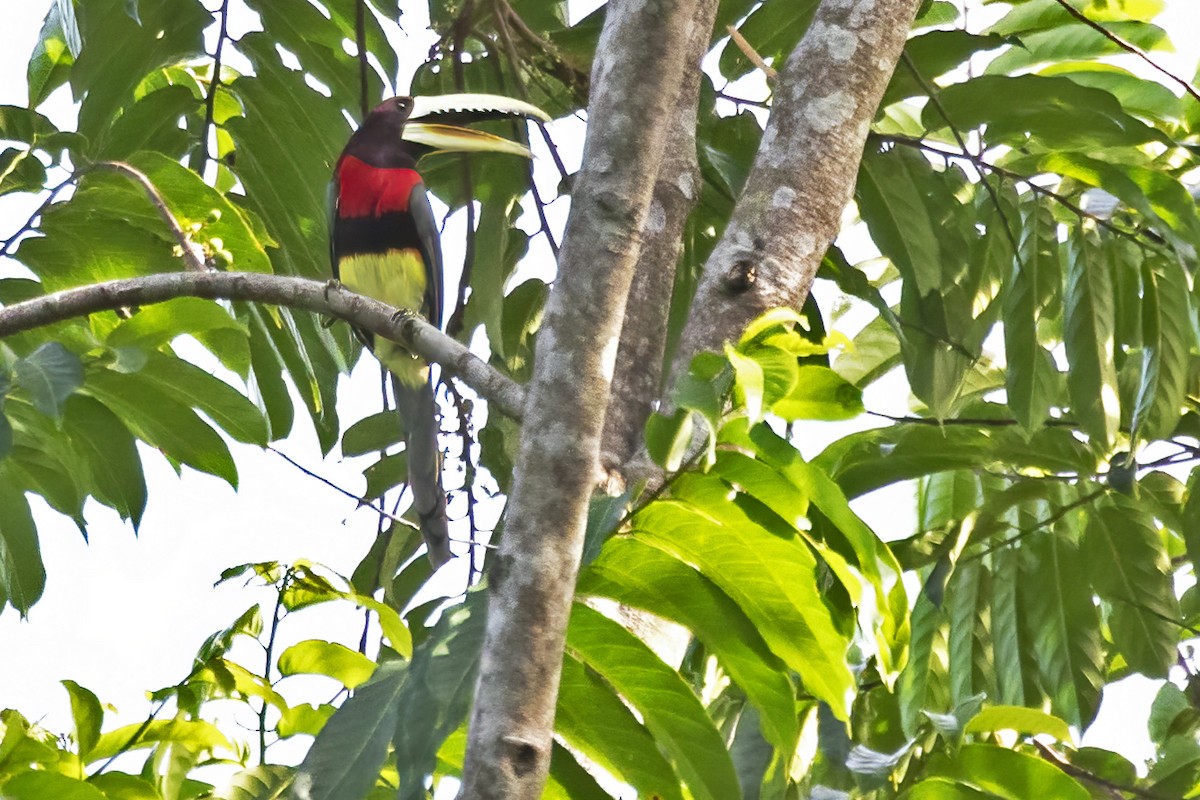 Ivory-billed Aracari - ML627688589