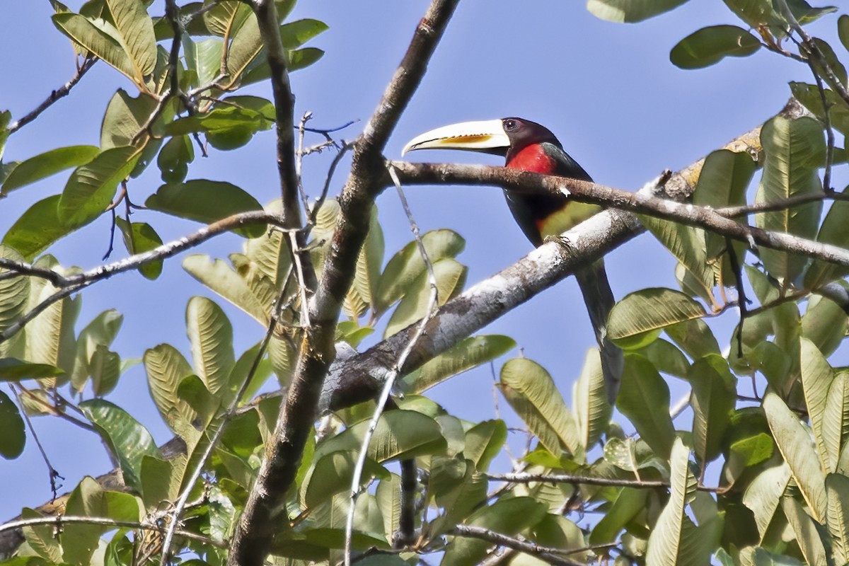 Ivory-billed Aracari - ML627688593