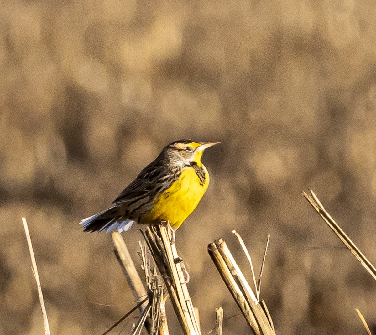 Eastern Meadowlark - ML627688638