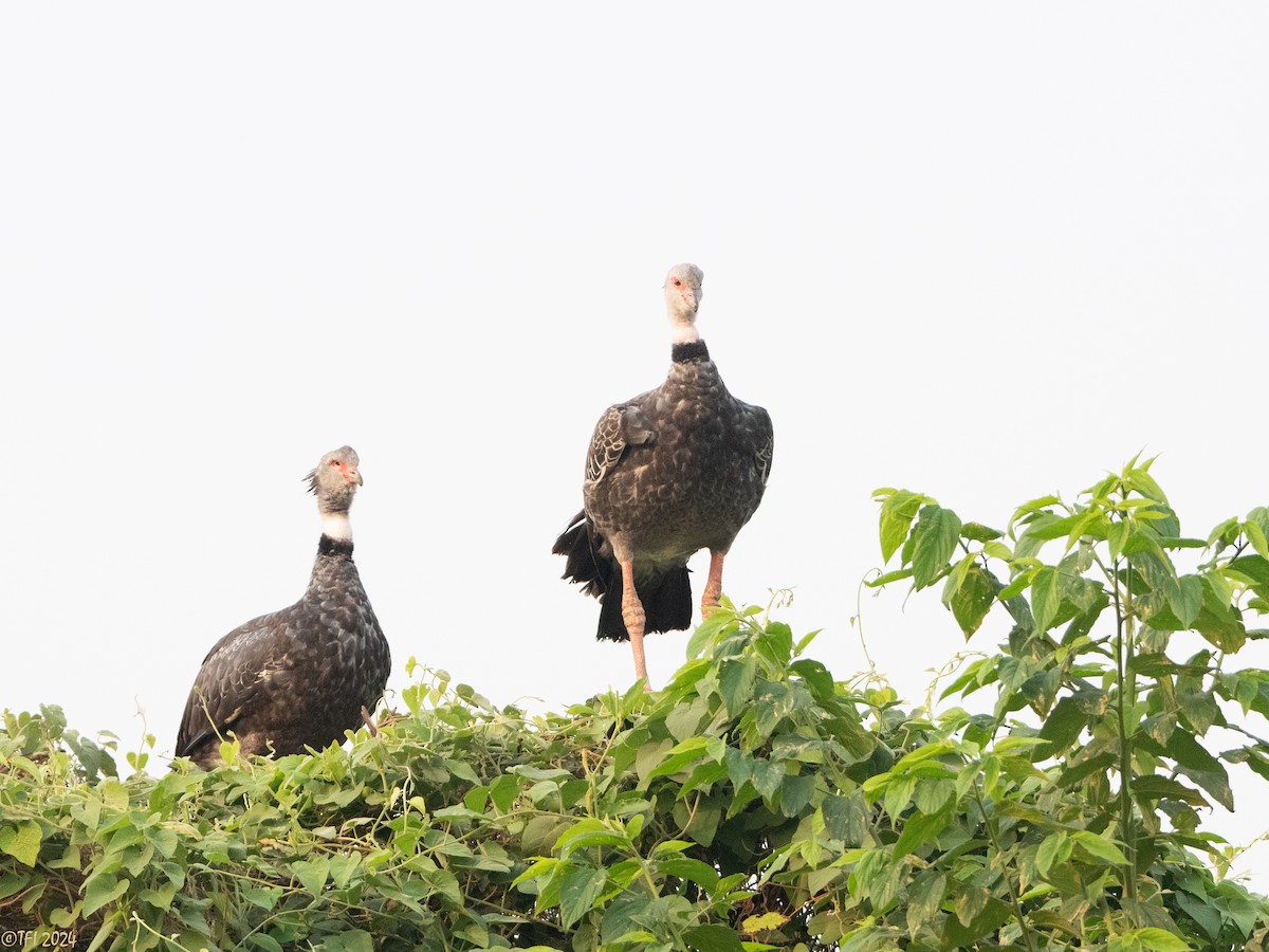 Southern Screamer - ML627688639