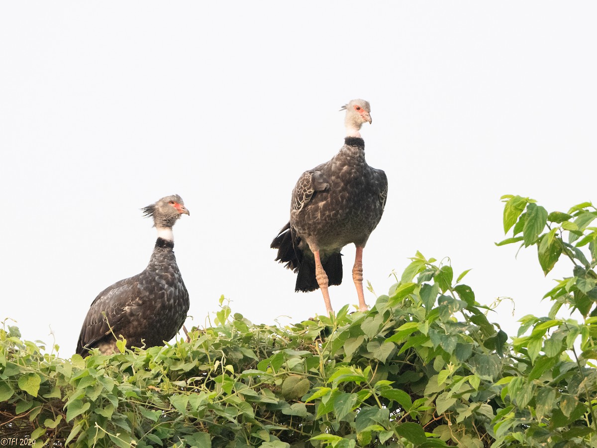 Southern Screamer - ML627688642