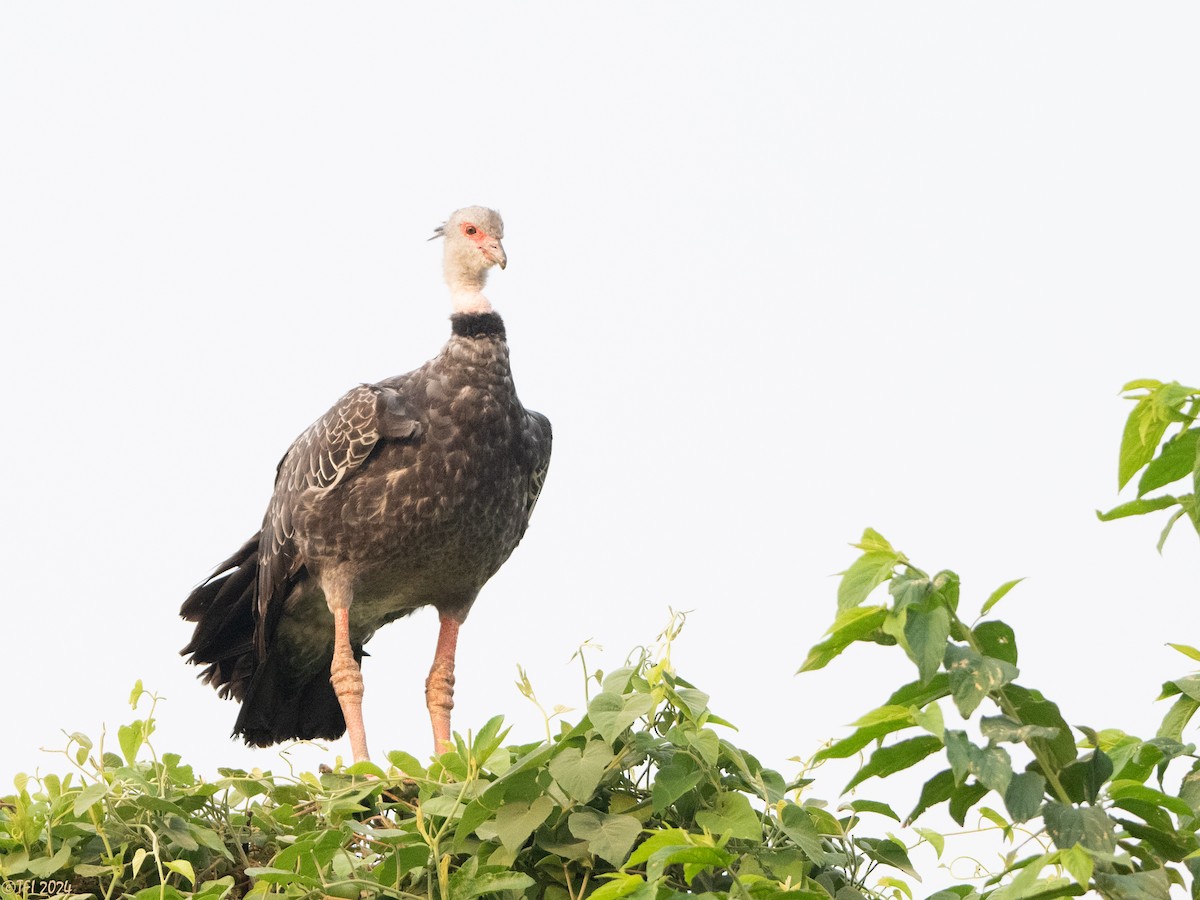 Southern Screamer - ML627688644