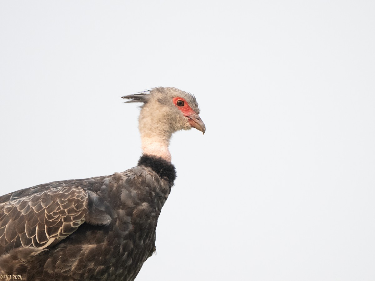 Southern Screamer - ML627688645