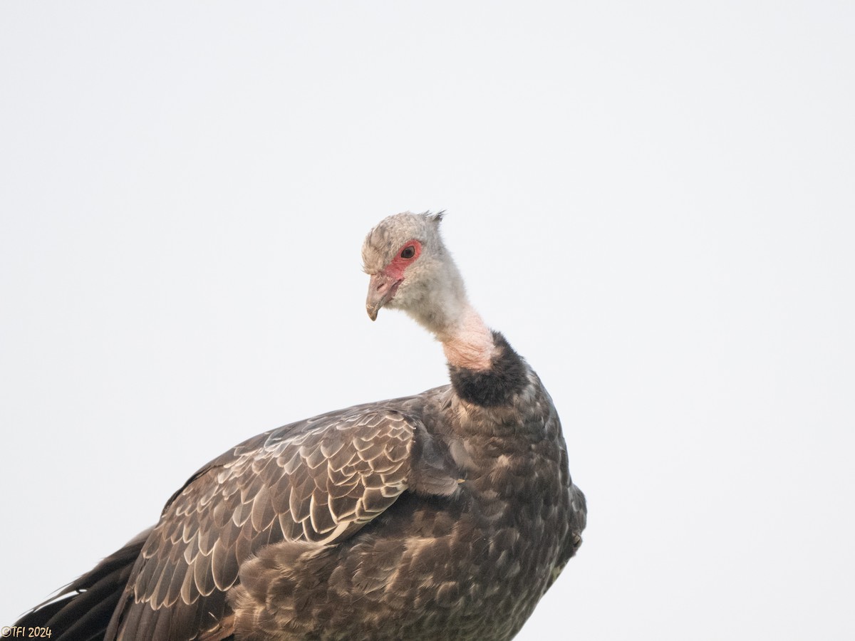 Southern Screamer - ML627688646