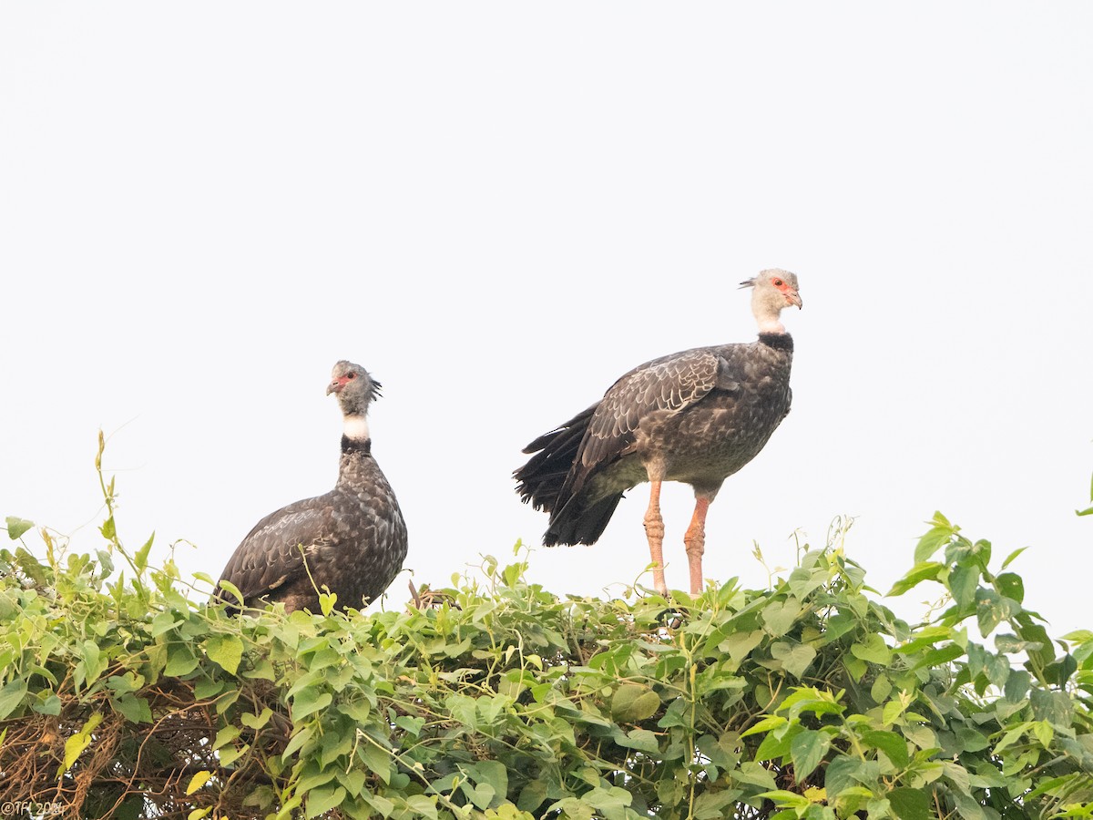 Southern Screamer - ML627688647