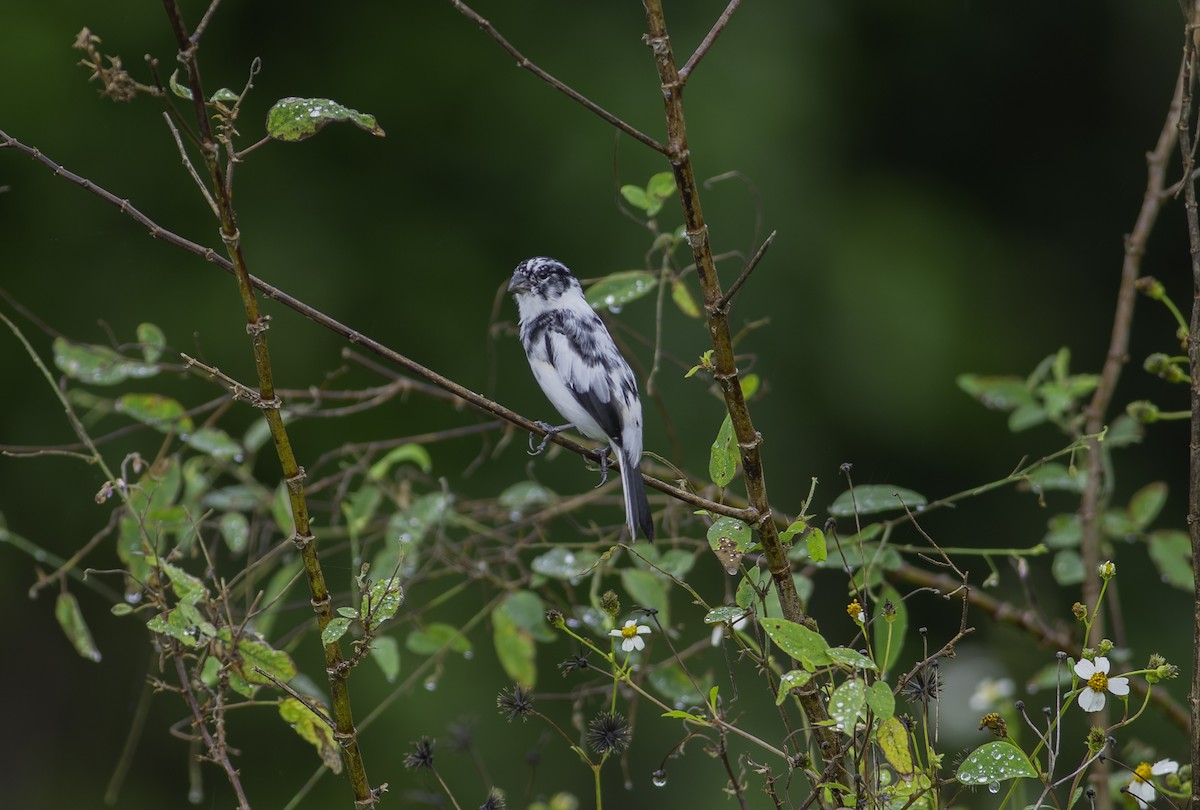 Morelet's Seedeater - ML627688678
