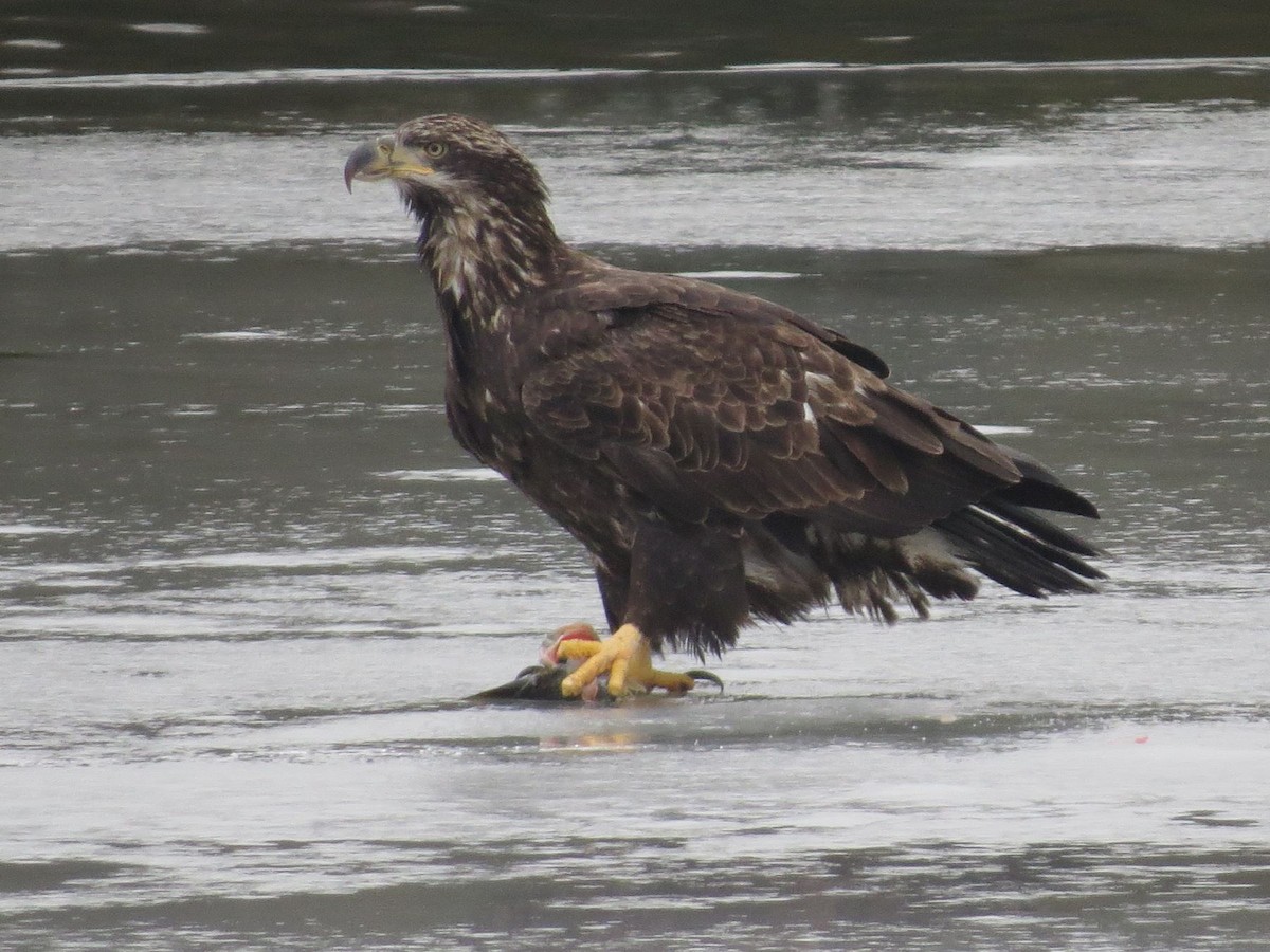 Bald Eagle - ML627688702