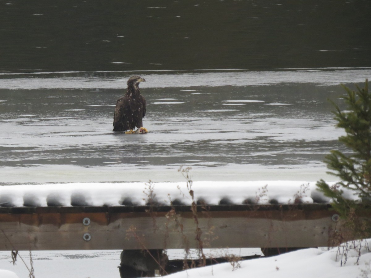 Bald Eagle - ML627688703