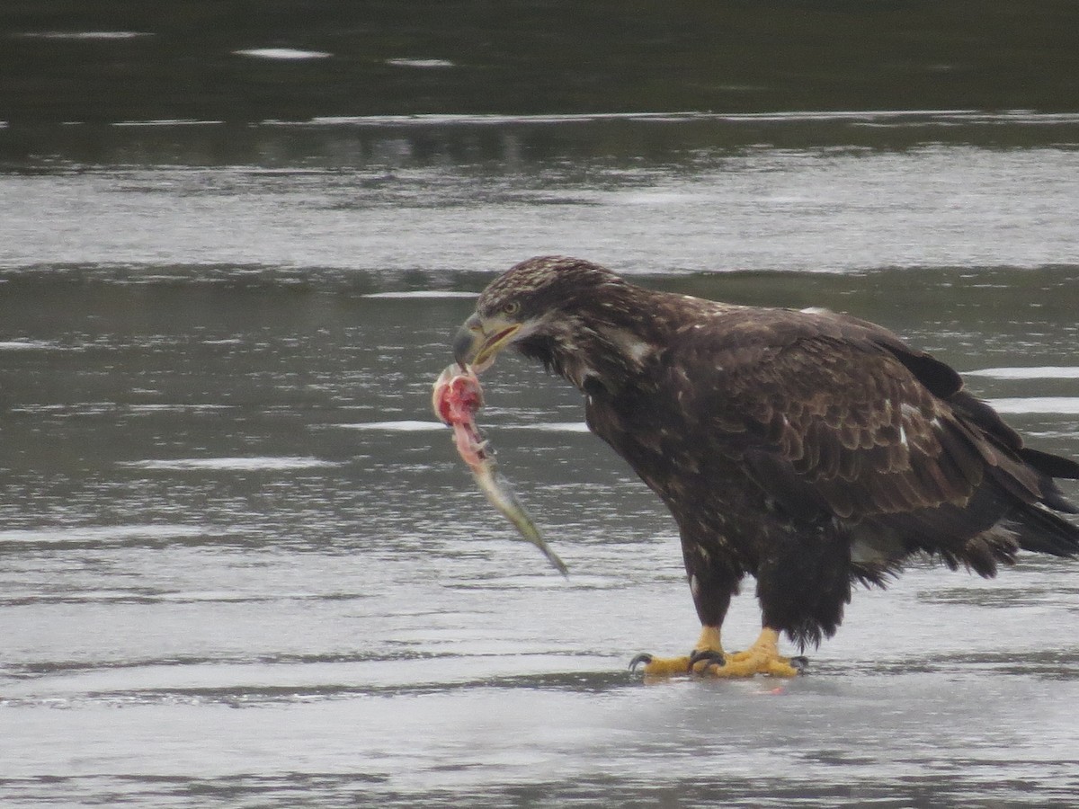 Bald Eagle - ML627688704