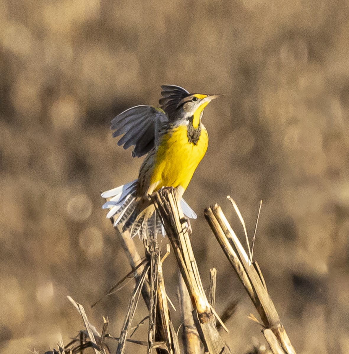 Eastern Meadowlark - ML627688730