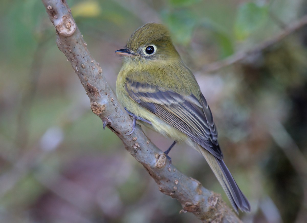 Yellowish Flycatcher - ML627688808